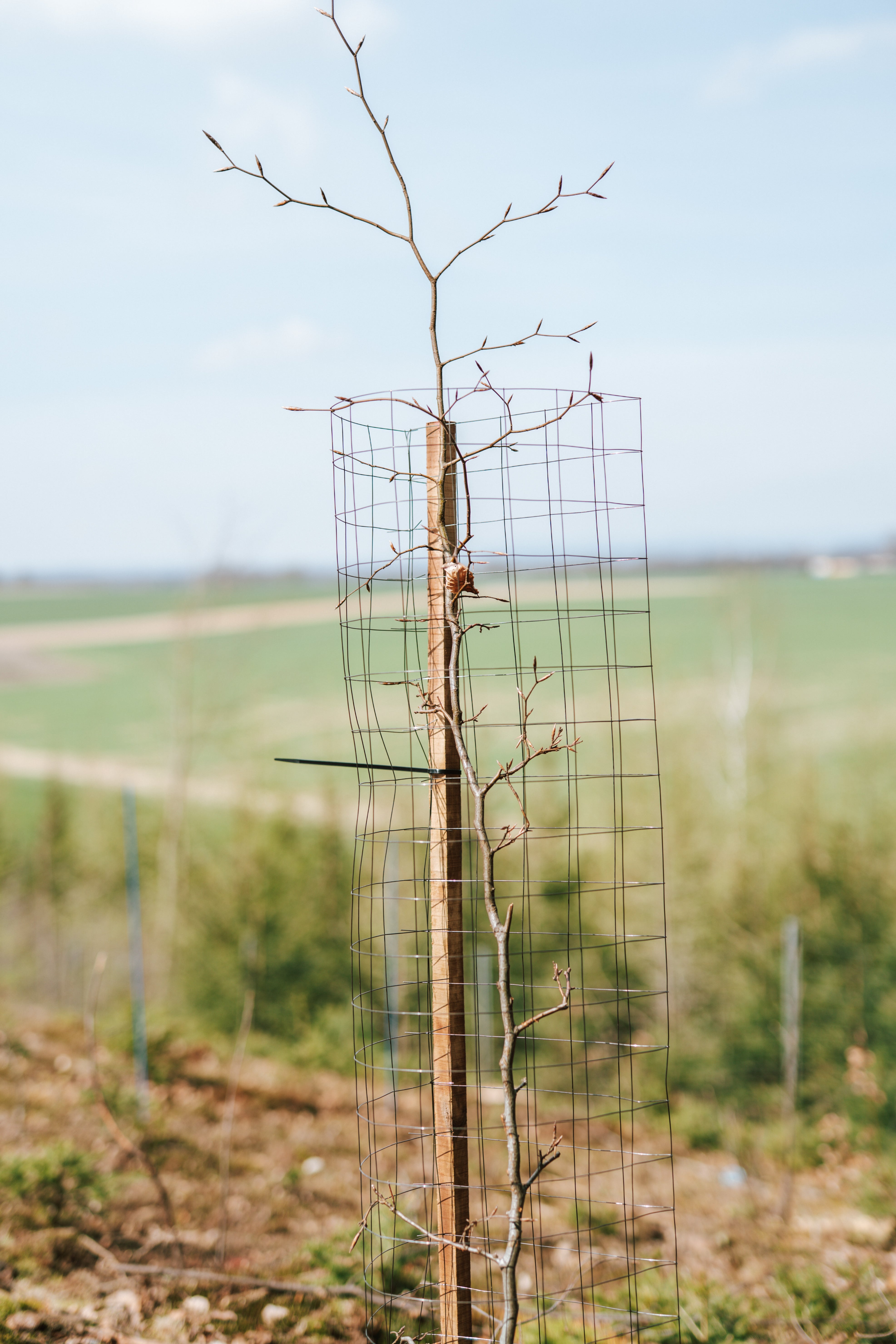 Laubbaum ist mit Einzelbaumschutz Metall umhüllt. Baum ist zusätzlich mit Akazienstab befestigt.