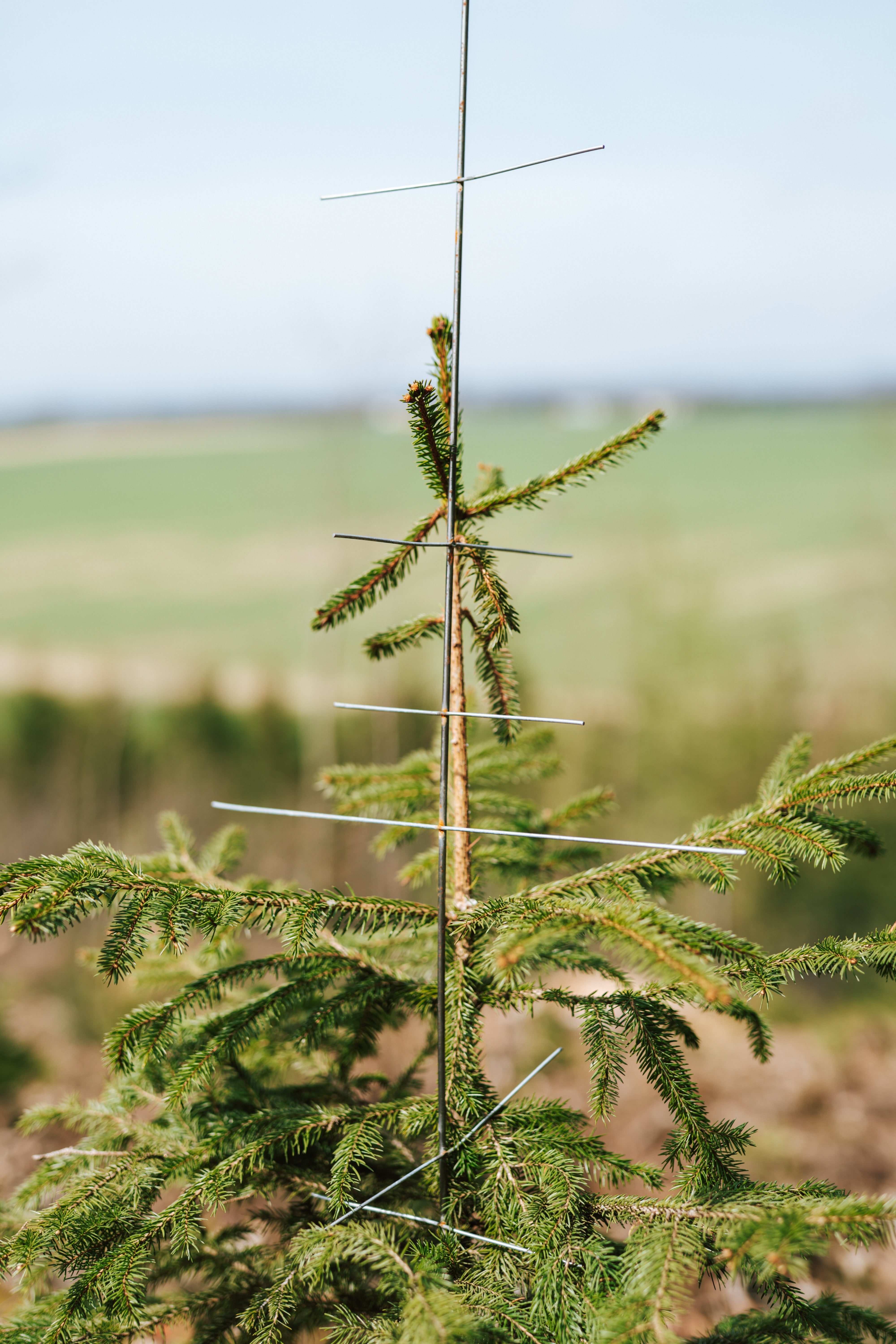 Stachelbaum schützt Nadelbaum im Wald