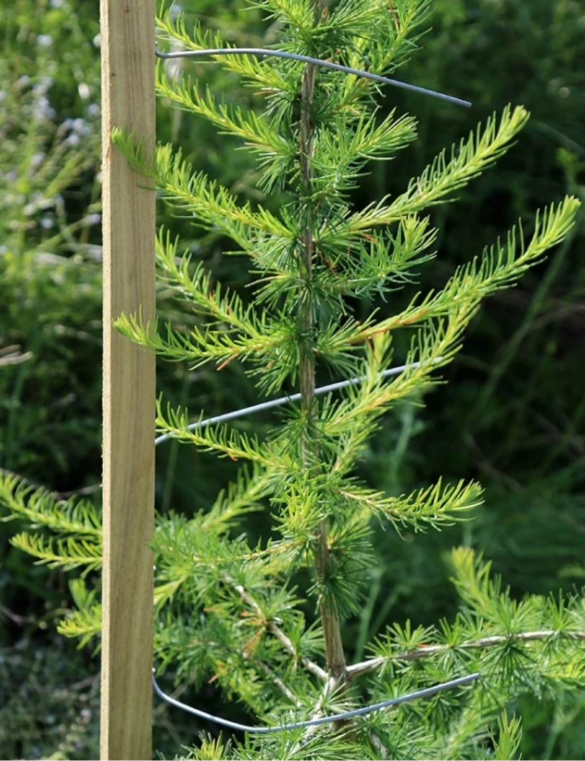 WitaPro  Fegeschutzstab 150cm - 25er Pack